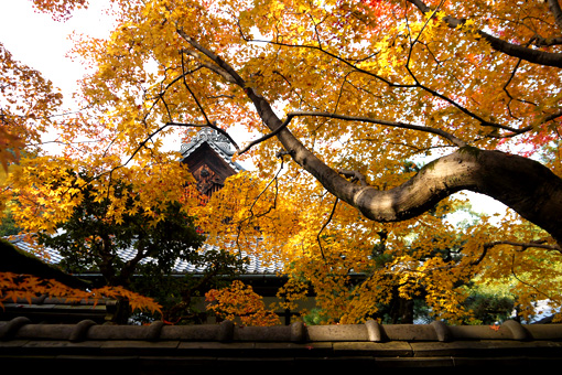 大徳寺高桐院の紅葉