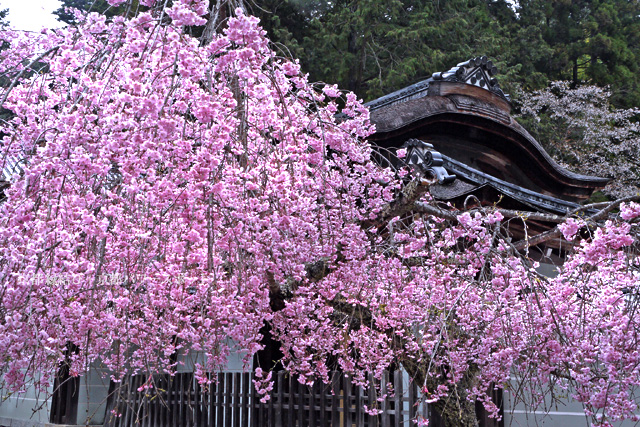 神護寺の桜