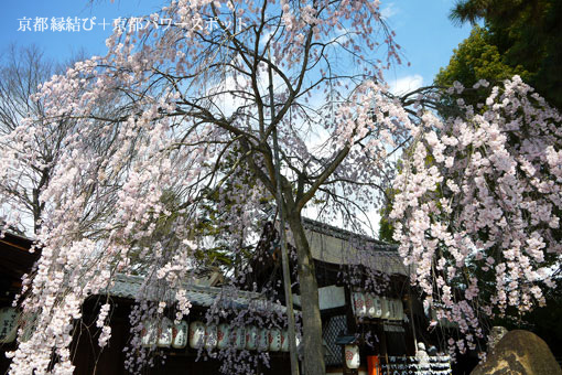 縣神社の枝垂桜