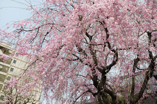 愛染寺の枝垂桜