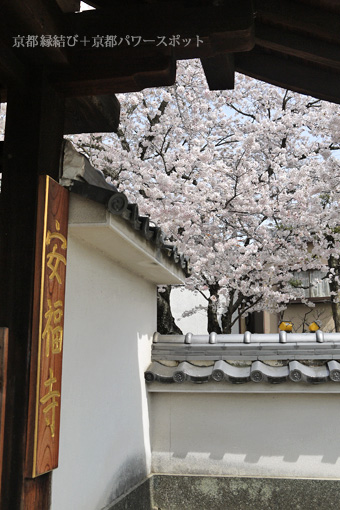 安福寺の桜