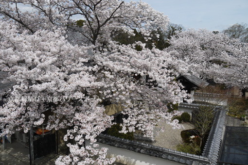 安福寺の桜