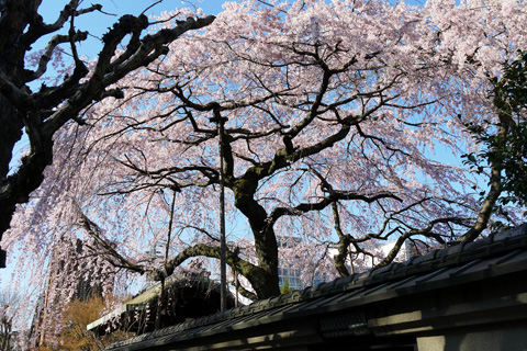 旧有栖川邸の枝垂桜