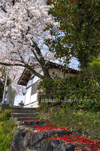 亀岡 粟嶋神社の桜