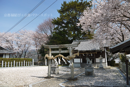 亀岡 粟嶋神社の桜