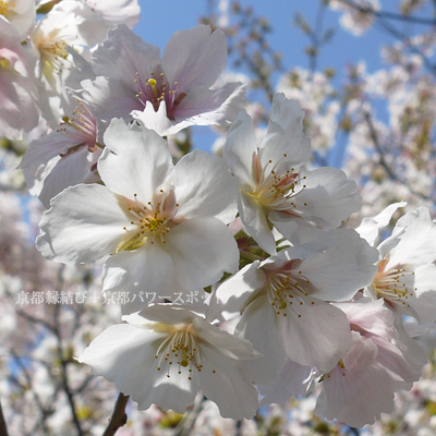 墨染寺の桜