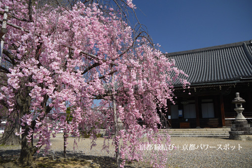 長福寺の桜