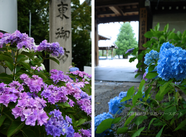 長福寺の紫陽花