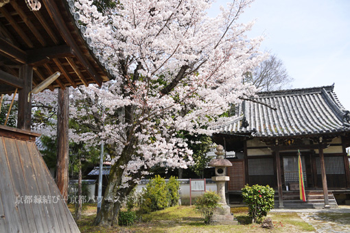 大智寺の桜