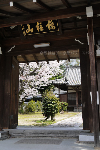 大智寺の桜