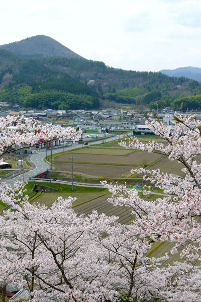 大圓寺の桜