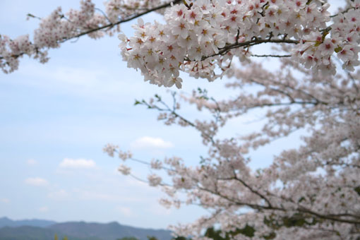 大圓寺の桜