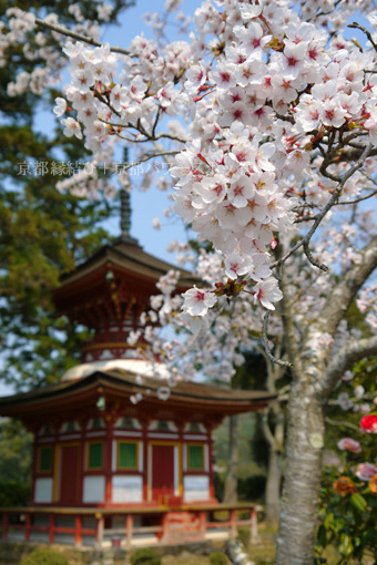 大福光寺の桜