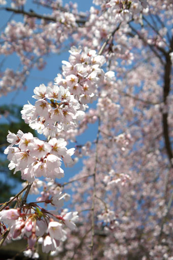 大元宮の幽斎桜