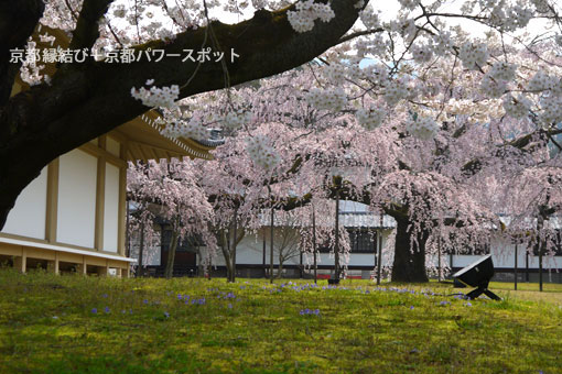 醍醐寺霊宝館のしだれ桜