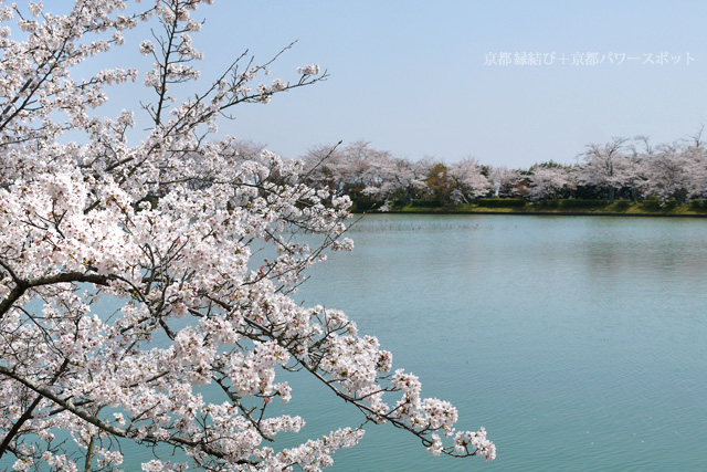 大覚寺大沢池の桜