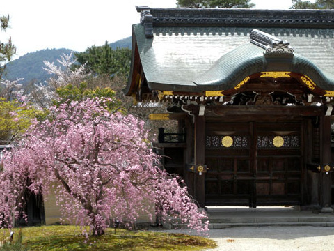 大覚寺 桜