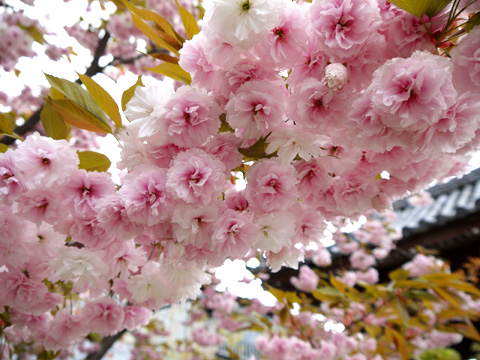 千本えんま堂の普賢象桜