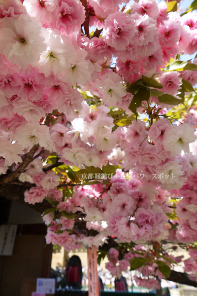 千本えんま堂の八重桜