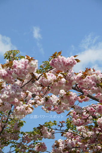 千本えんま堂の八重桜