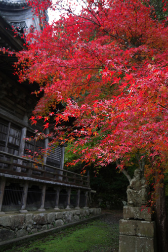 円隆寺の紅葉