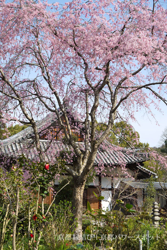 恵心院の桜