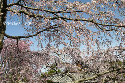 恵心院の桜