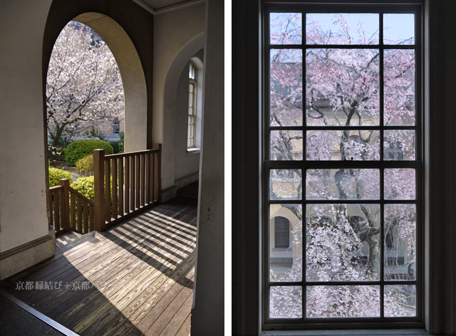 京都府庁旧本館の枝垂桜