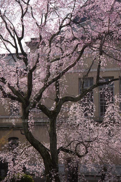 京都府庁旧本館の枝垂桜