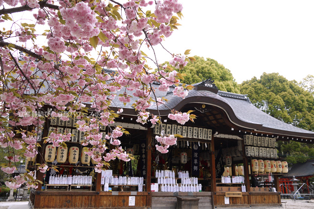 藤森神社の八重桜