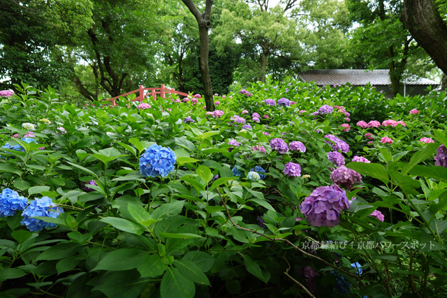 藤森神社の第2紫陽花苑