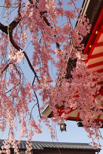 伏見稲荷の桜