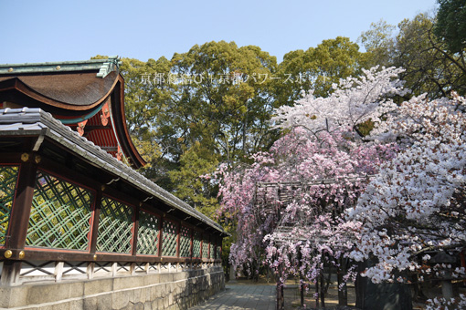 御香宮神社の桜