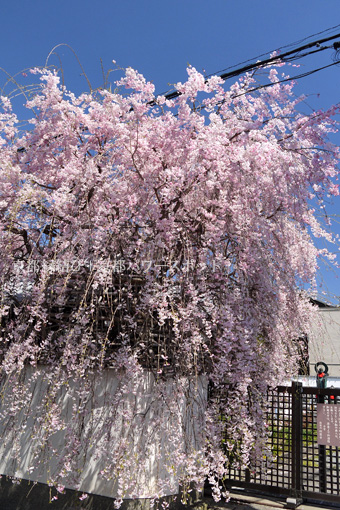 極楽寺の桜