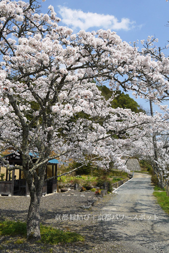 白道路 極楽寺の桜