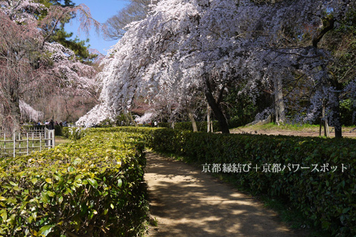 京都御苑の枝垂桜