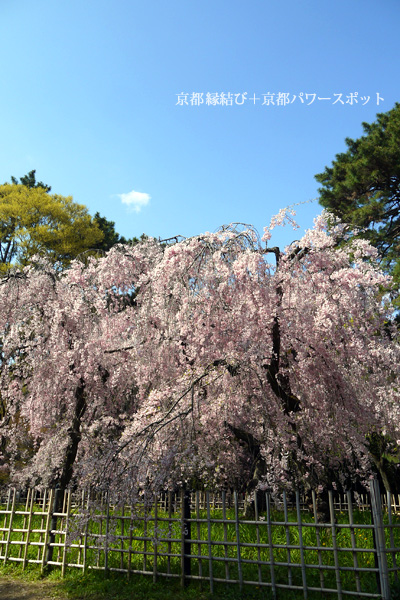 京都御苑の紅枝垂桜