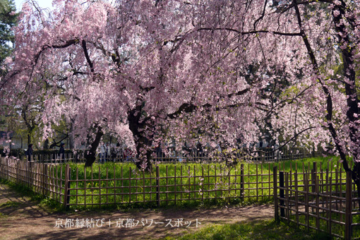 京都御苑の紅枝垂桜
