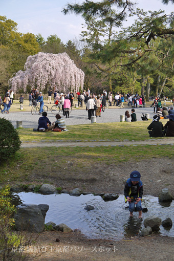 京都御苑の枝垂桜