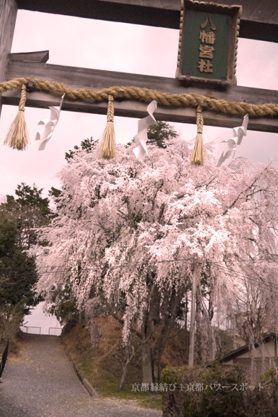 八幡宮社の枝垂桜