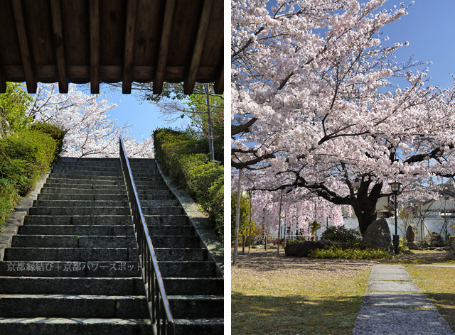 宇治 橋寺放生院の桜
