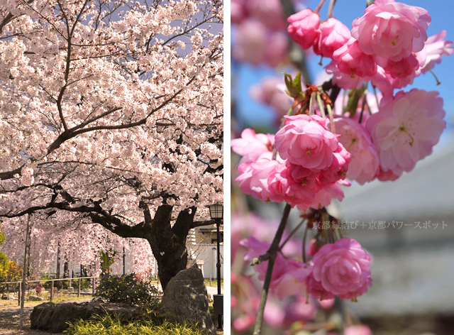 宇治 橋寺放生院の桜