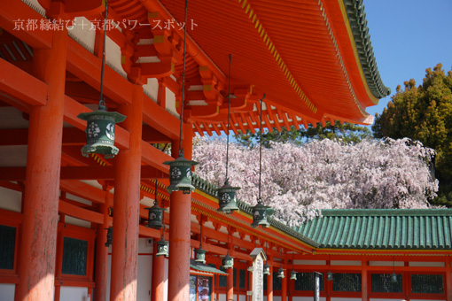 平安神宮の枝垂桜