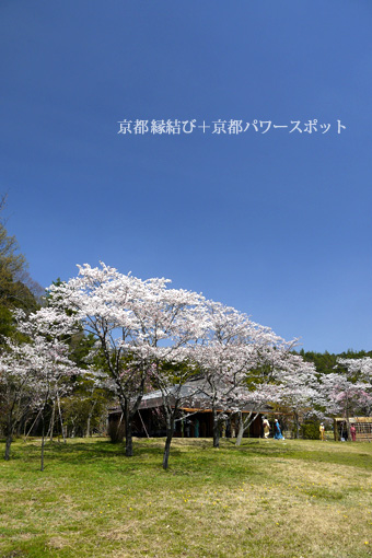 平安郷の桜