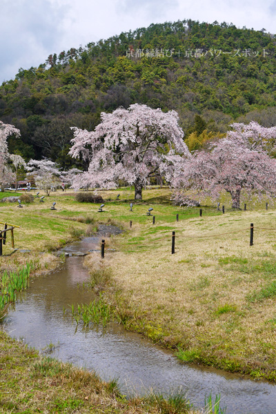 平安郷の桜