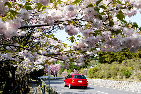 比叡山の八重桜