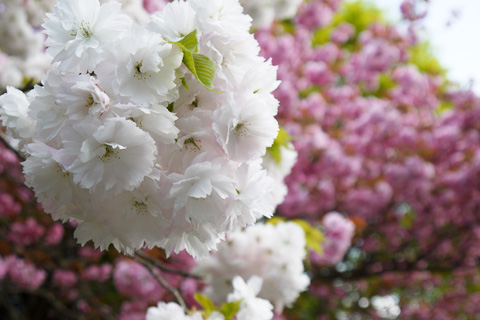 比叡山の八重桜