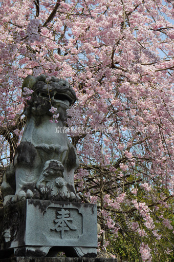 稗田野神社の桜