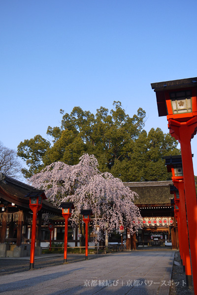 平野神社の桜
