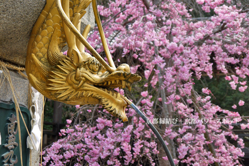本圀寺の桜